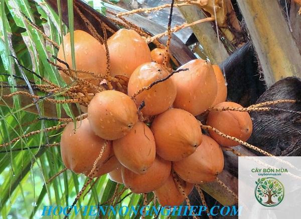 cây dừa lửa