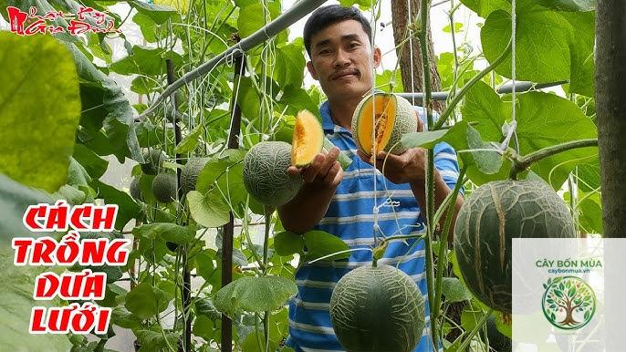 cây dưa lưới Cantaloupe - Image 1