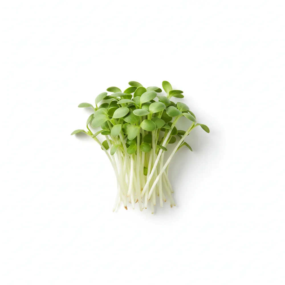 cây dưa lưới Cantaloupe - Image 2