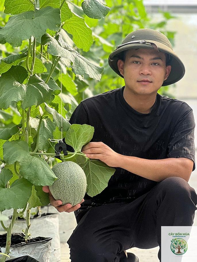 cây dưa lưới Cantaloupe - Image 3