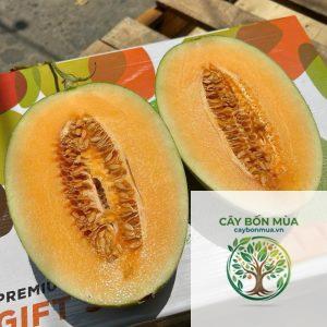cây dưa lưới Đài Loan - Image 2
