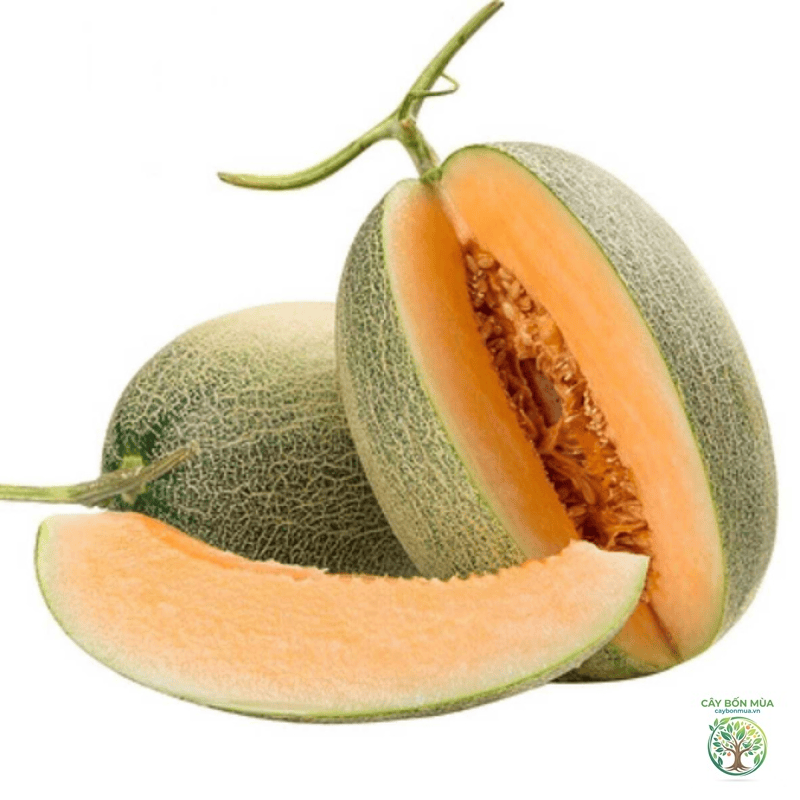 cây dưa lưới Đài Loan