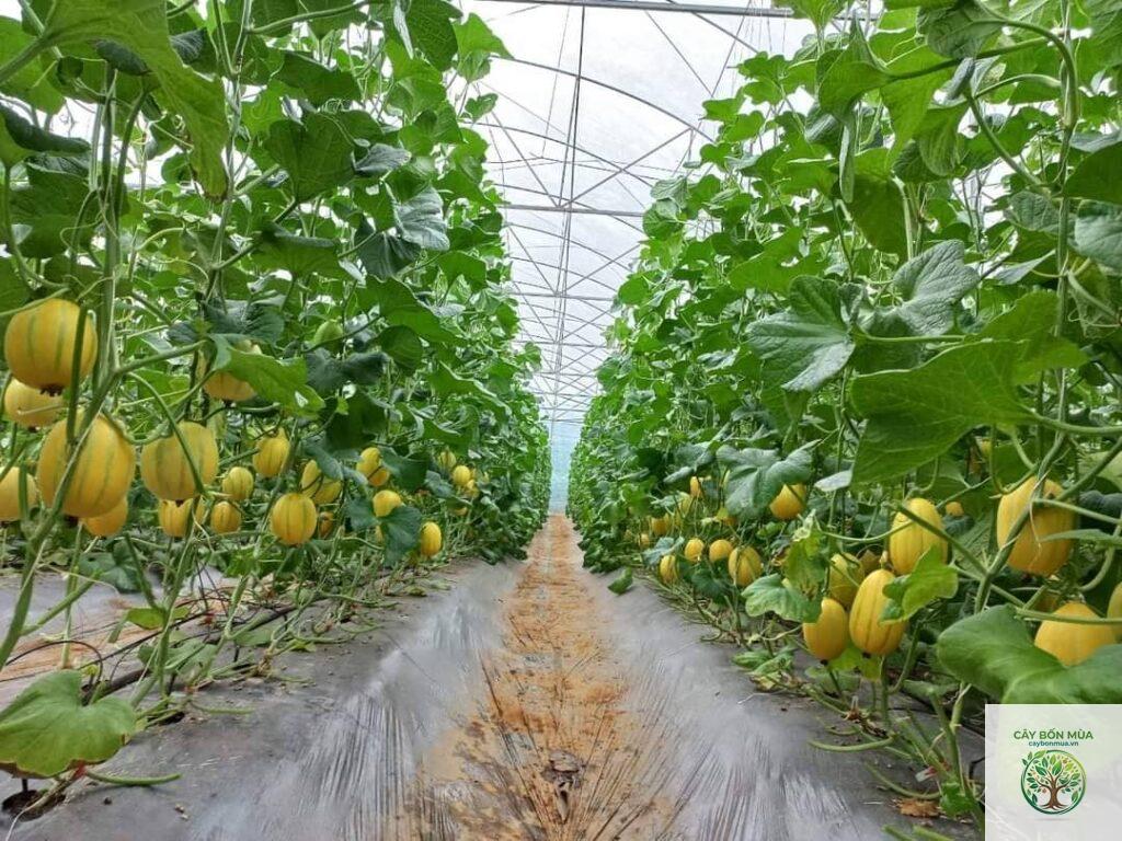 cây dưa lưới Hàn Quốc