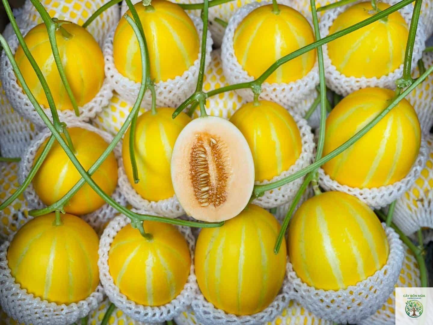cây dưa lưới Hàn Quốc - Image 5