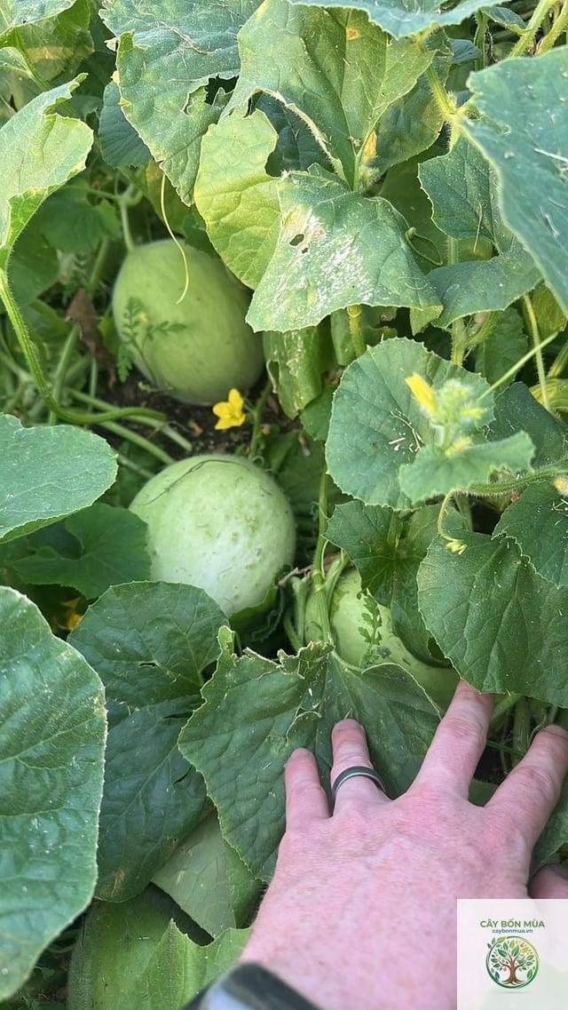 cây dưa lưới Honeydew - Image 2