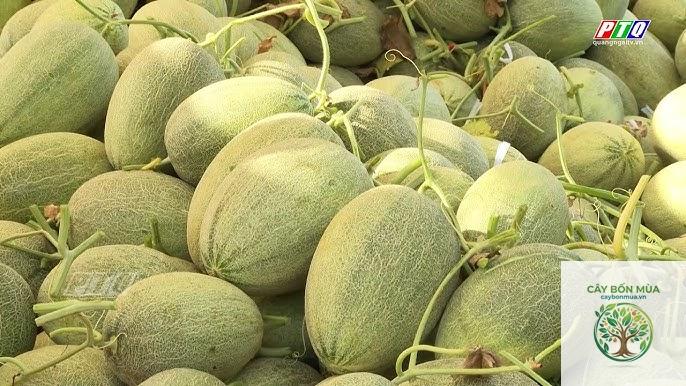 cây dưa lưới Honeydew - Image 3