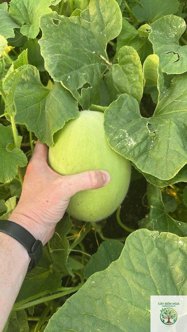 cây dưa lưới Honeydew - Image 5
