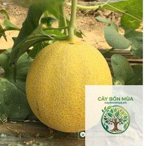 cây dưa lưới Honeydew