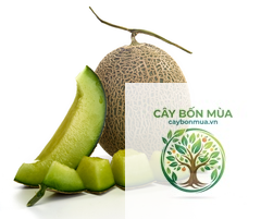 cây dưa lưới Ichiba - Image 4