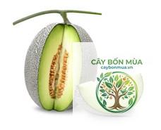 cây dưa lưới Ichiba