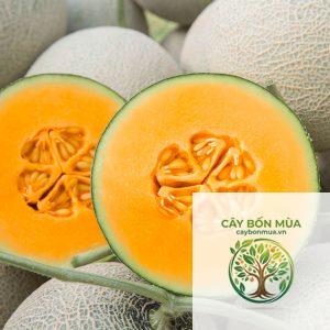 cây dưa lưới Taki - Image 4