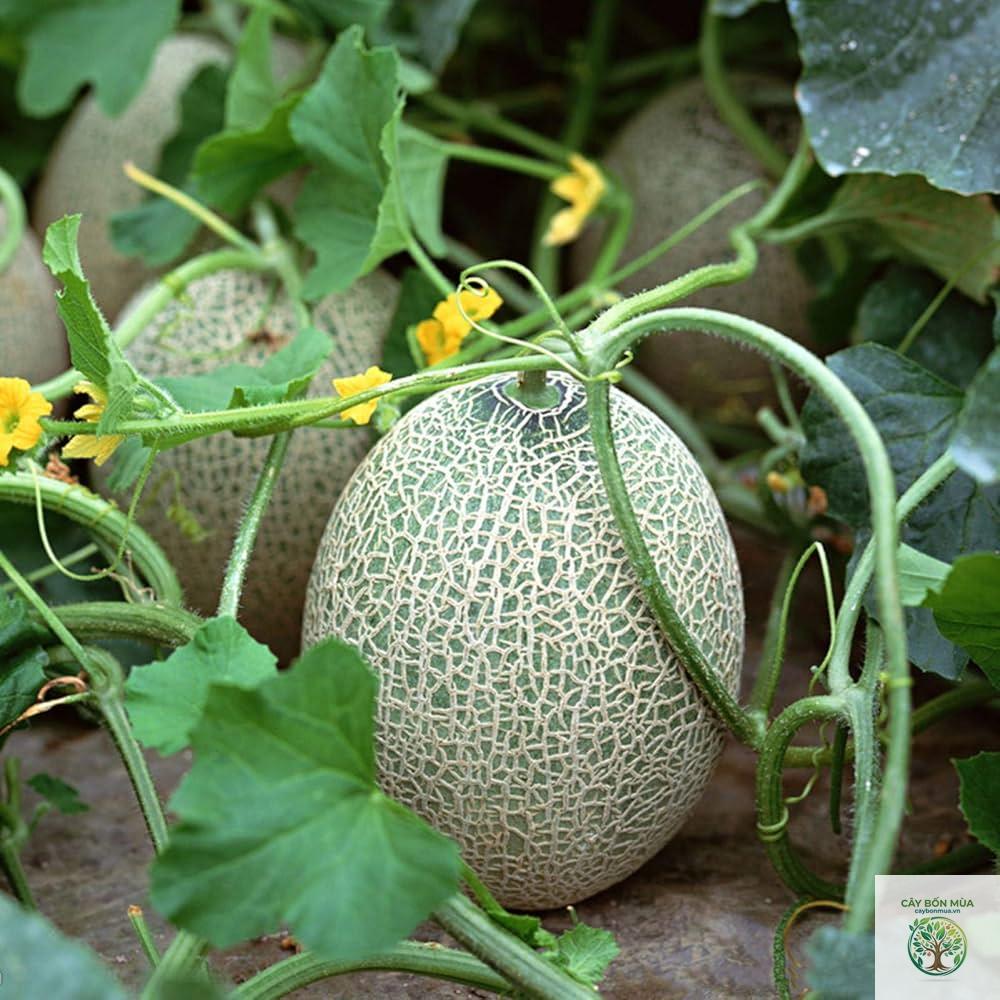 cây dưa lưới ruột cam - Image 3