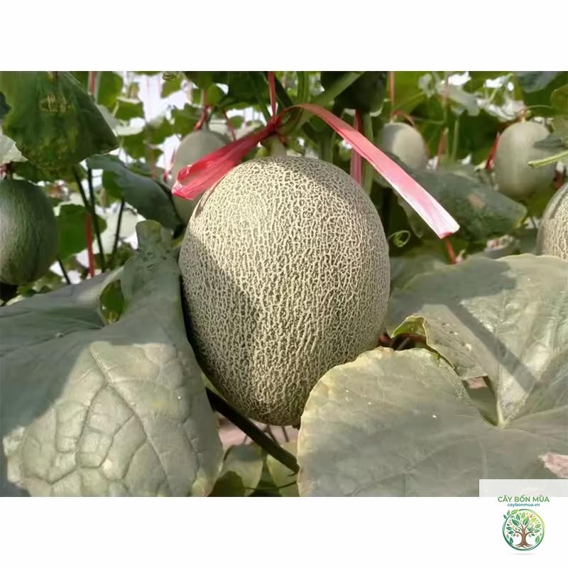 cây dưa lưới ruột cam - Image 4