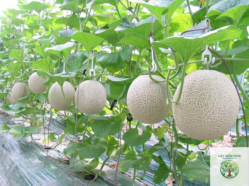 cây dưa lưới ruột vàng - Image 4