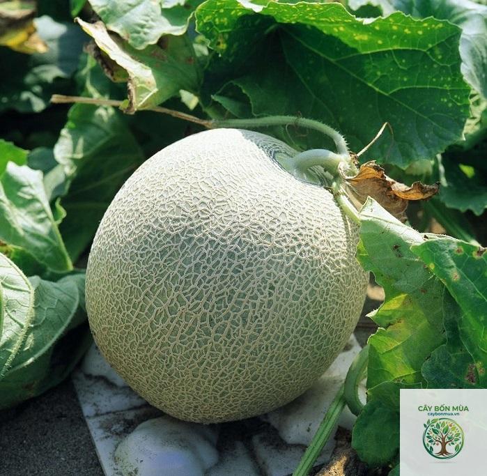 cây dưa lưới ruột vàng