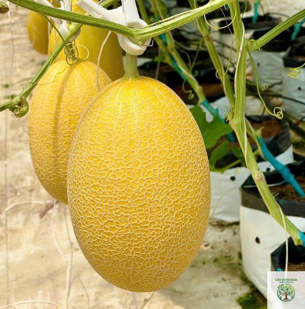 cây dưa lưới vỏ vàng