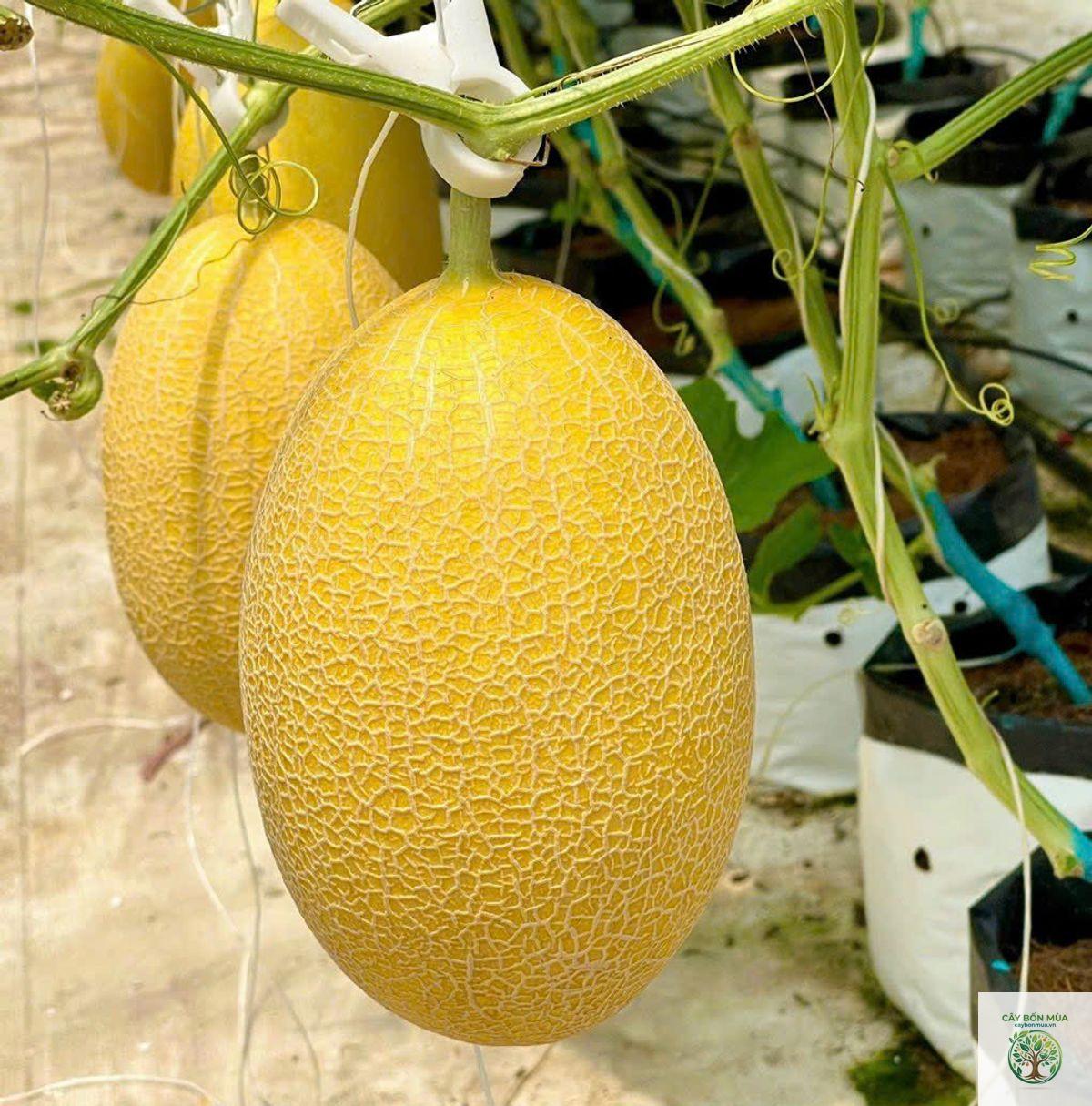 cây dưa lưới vỏ vàng - Image 1