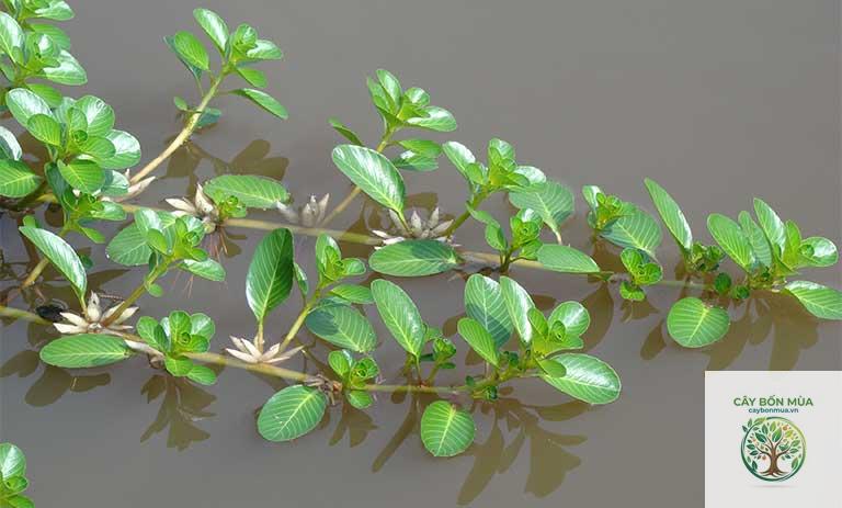 cây dừa nước - Image 2
