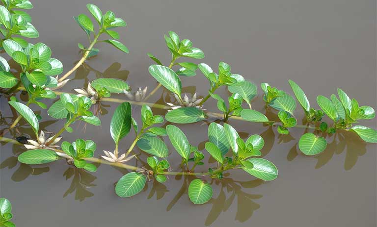 cây dừa nước - Image 2