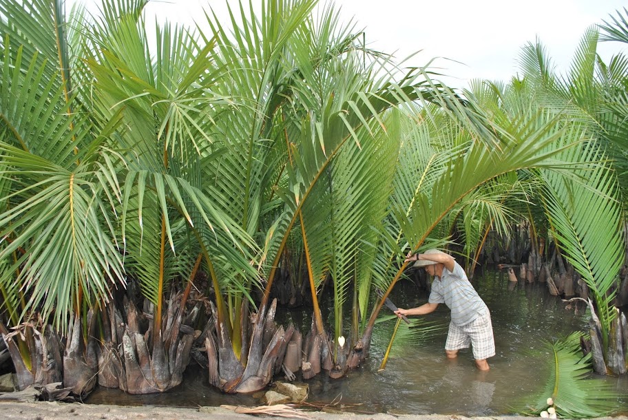 cây dừa nước - Image 5