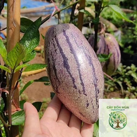 cây dưa pepino tím - Image 5