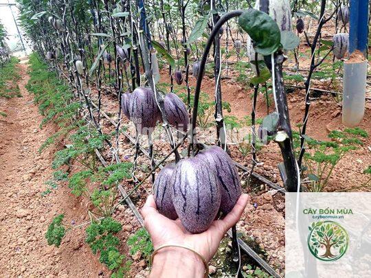 cây dưa pepino tím