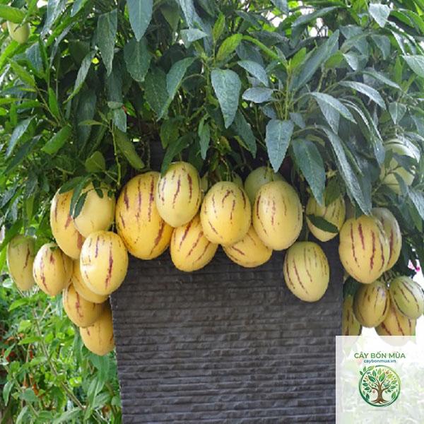 cây dưa pepino vàng - Image 2