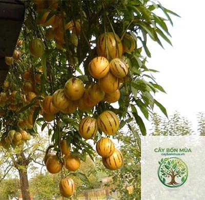 cây dưa pepino vàng - Image 4