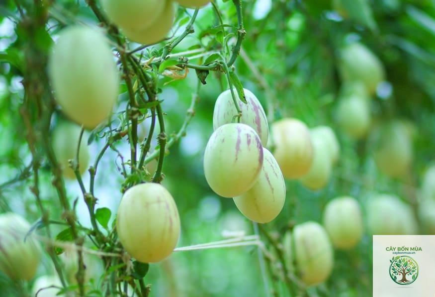 cây dưa pepino vàng - Image 5