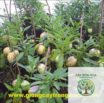 cây dưa pepino