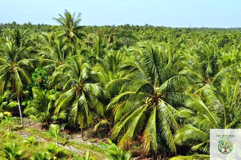cây dừa rừng - Image 3