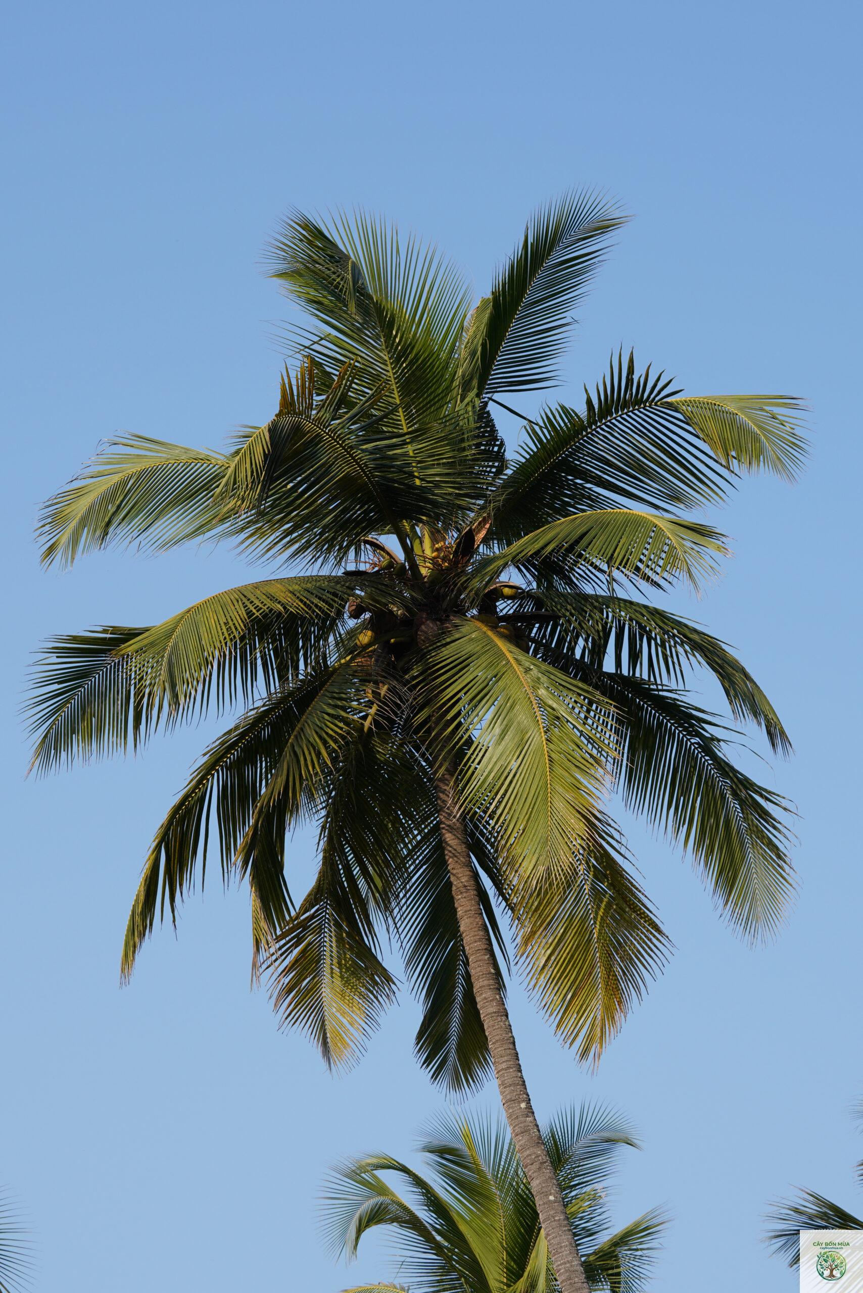 cây dừa rừng - Image 4