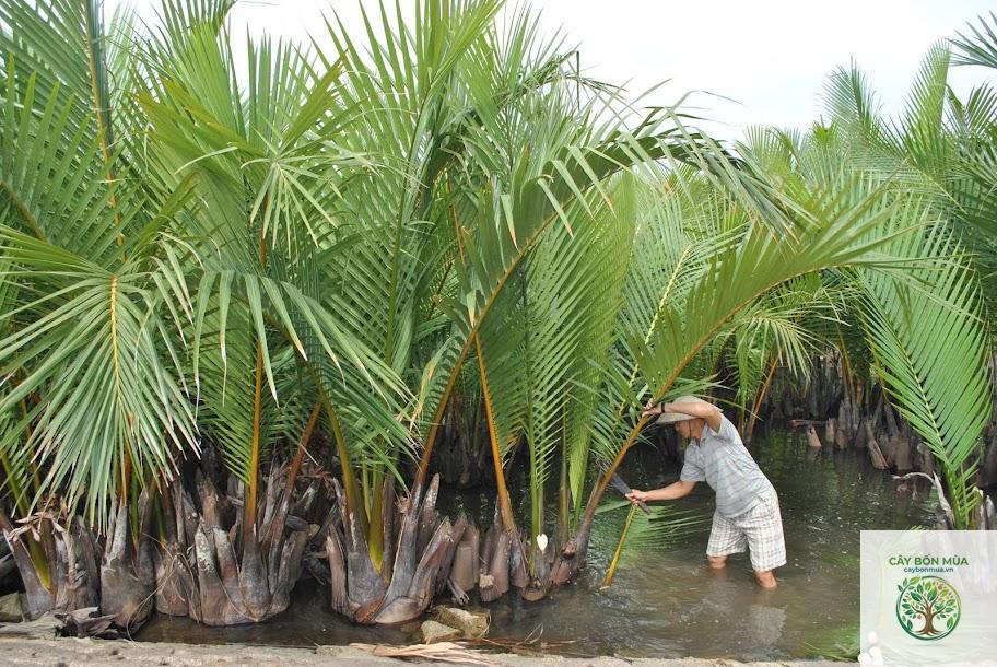 cây dừa rừng - Image 5