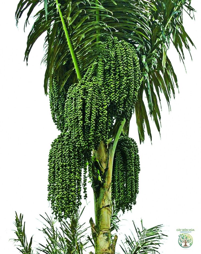 cây dừa rừng