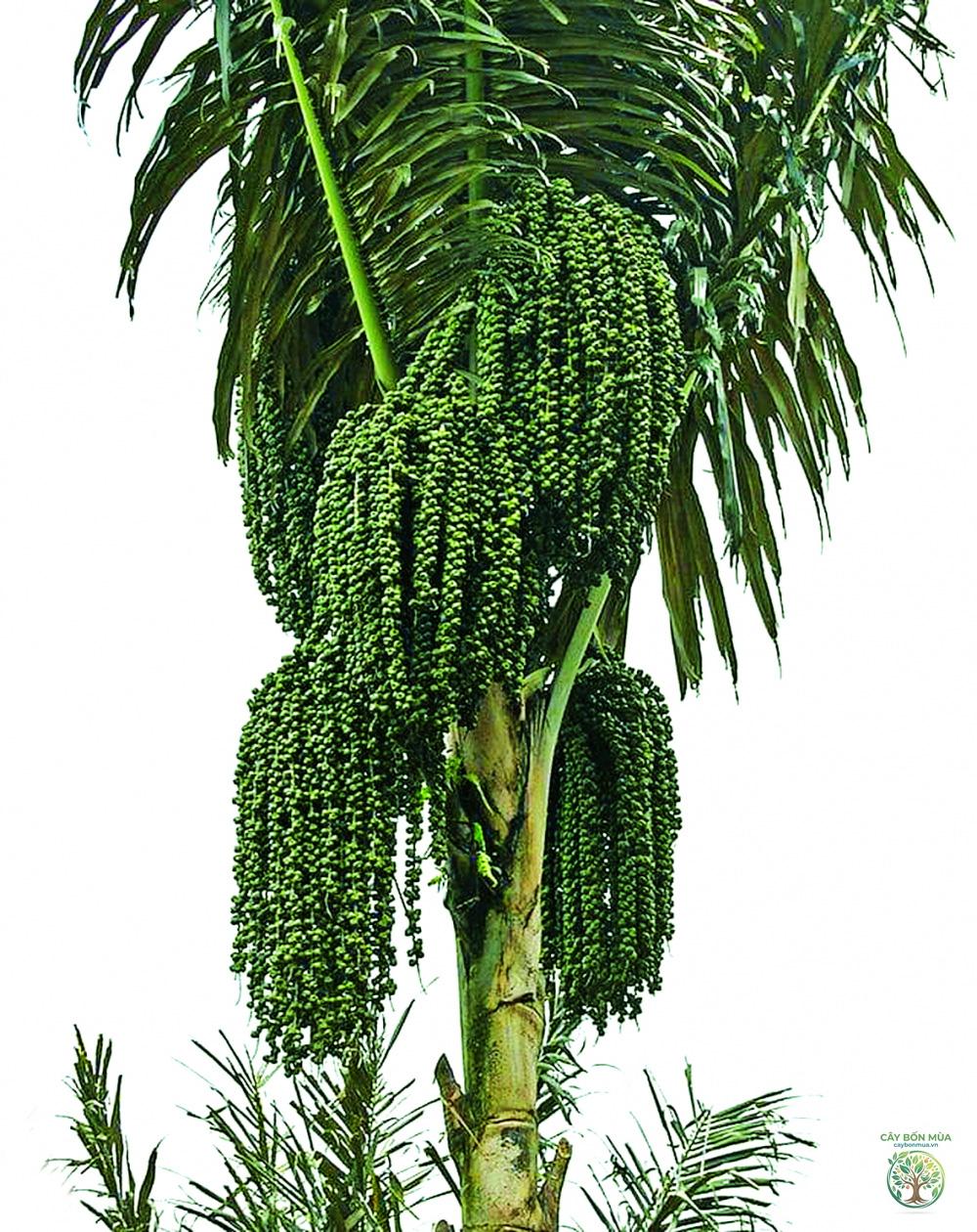 cây dừa rừng - Image 1