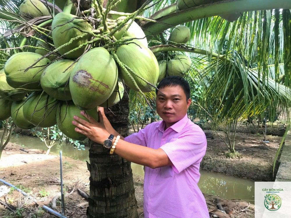 cây dừa sáp - Image 4