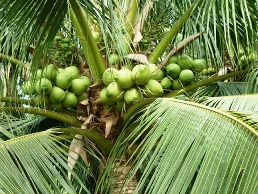 cây dừa sáp