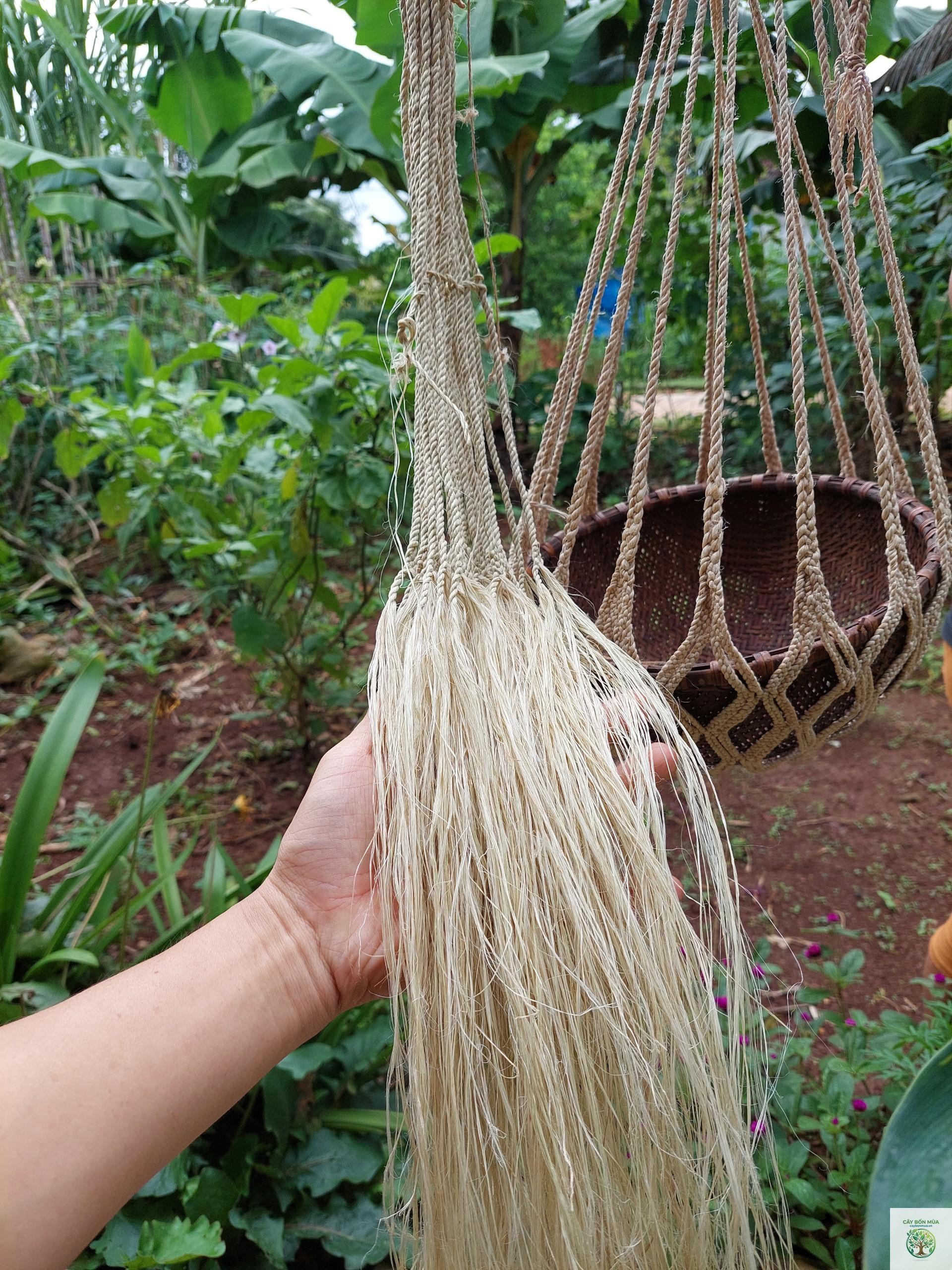 cây dứa sợi - Image 5