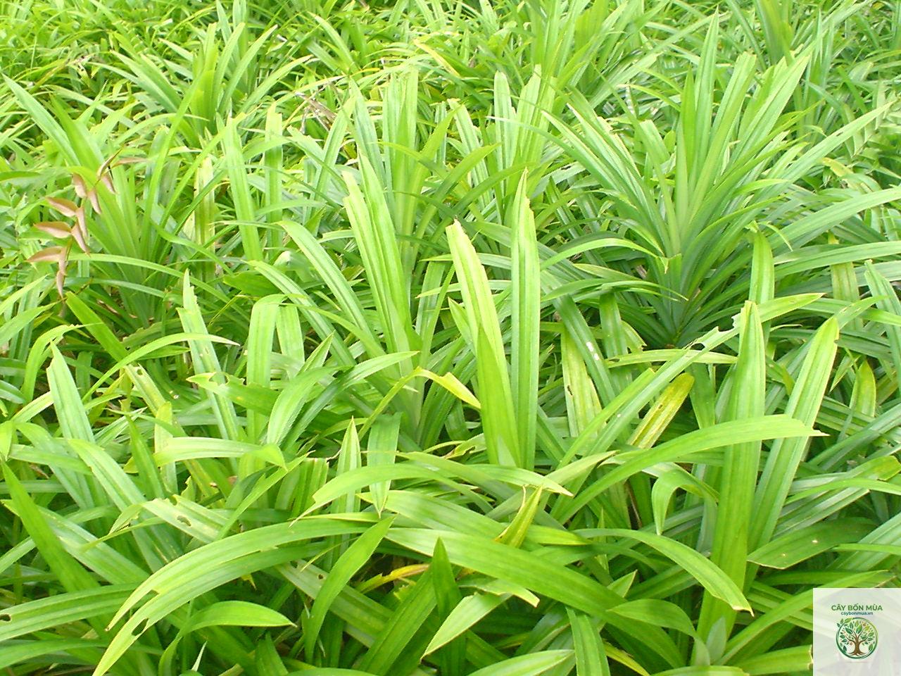 cây dứa thơm - Image 4