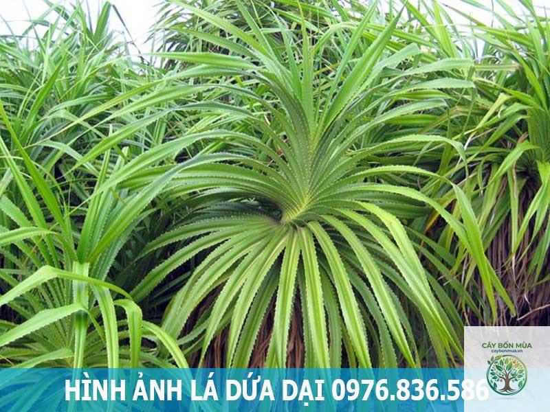 cây dứa thuốc - Image 2