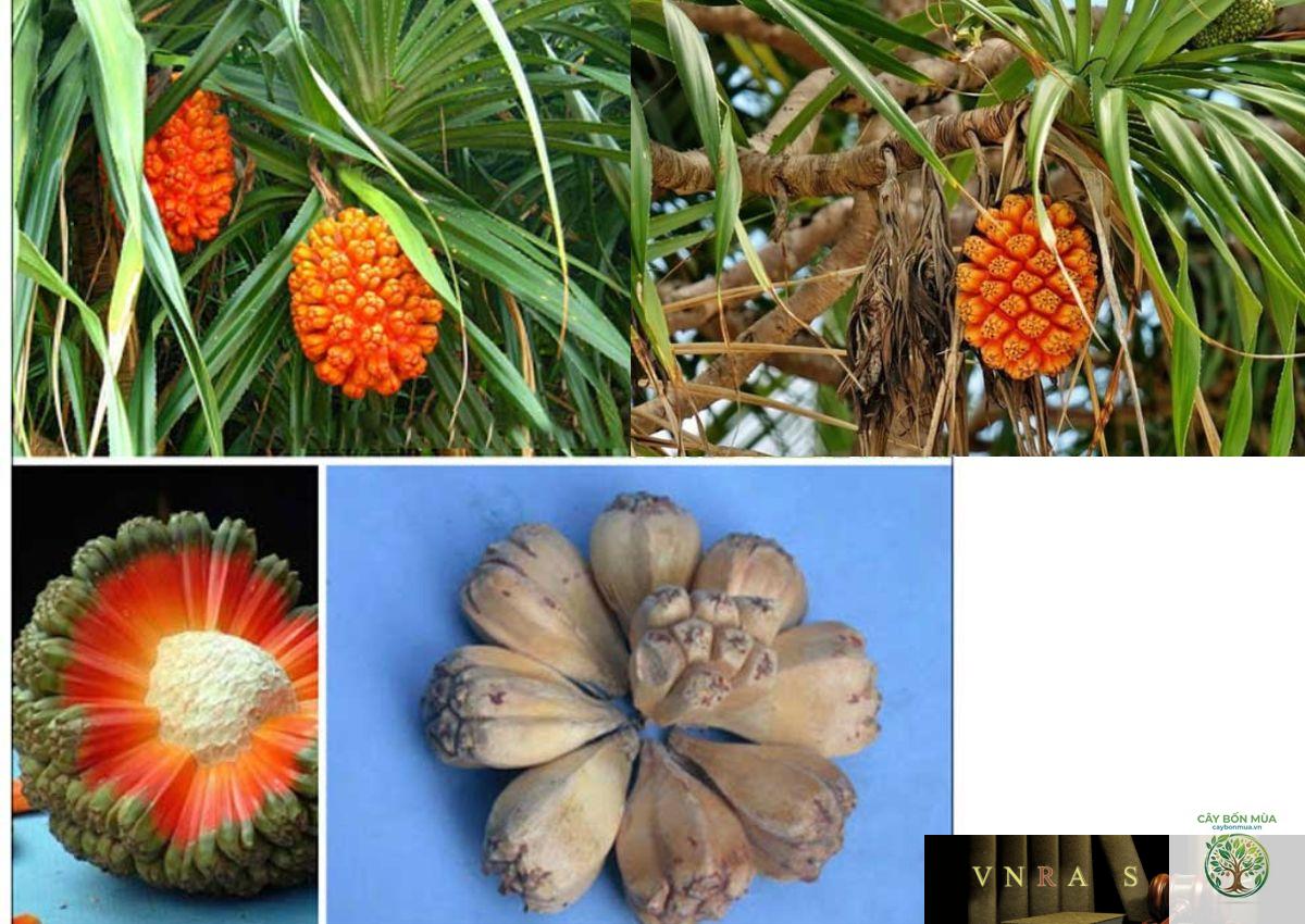 cây dứa thuốc - Image 3
