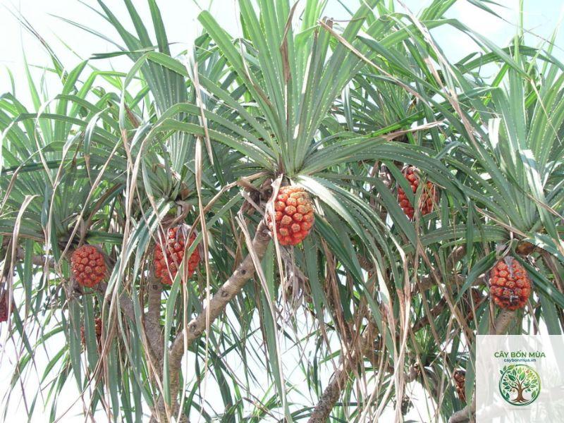 cây dứa thuốc - Image 5