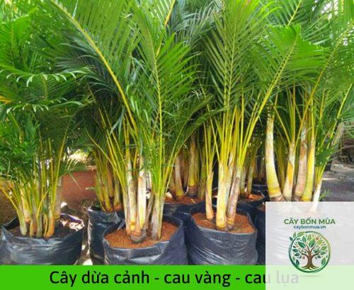 cây dừa vàng