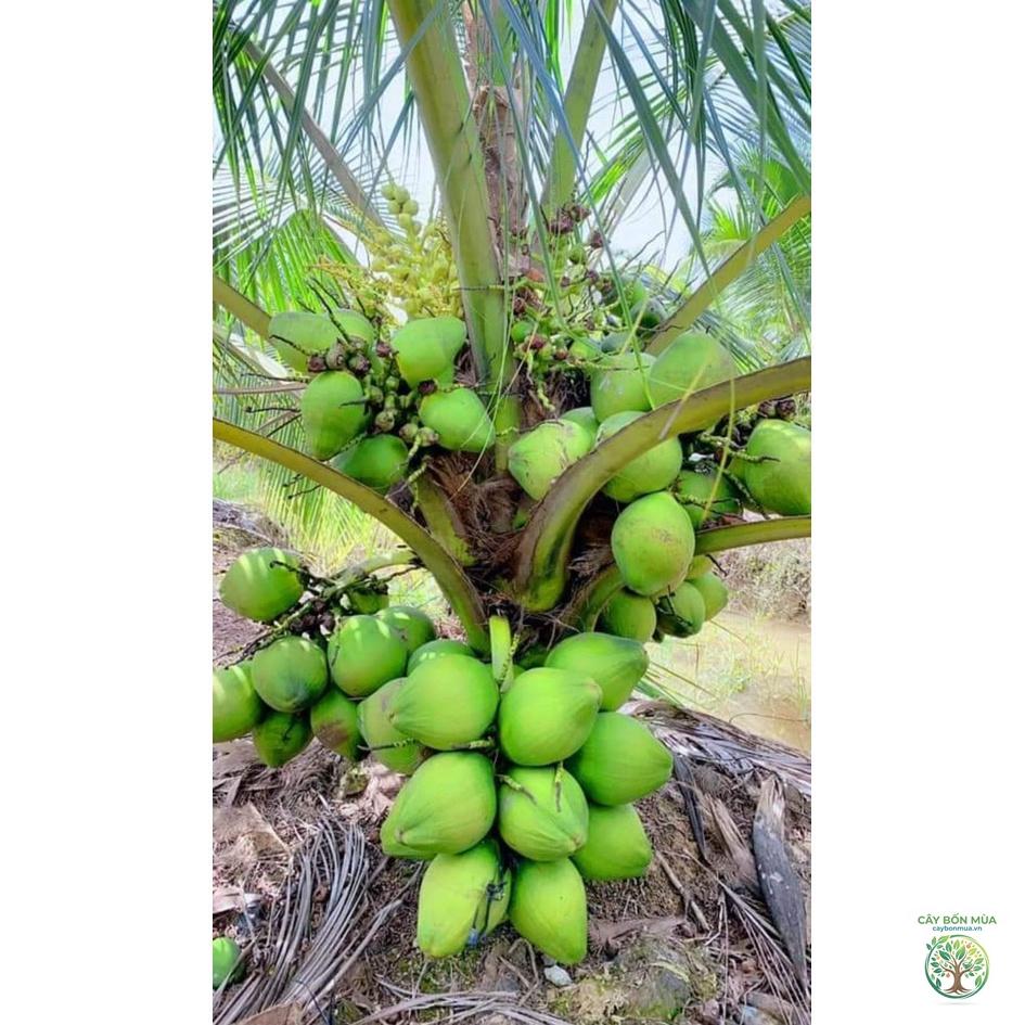 cây dừa xiêm lùn