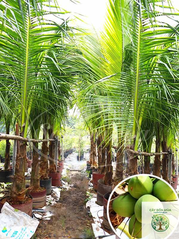 cây dừa xiêm