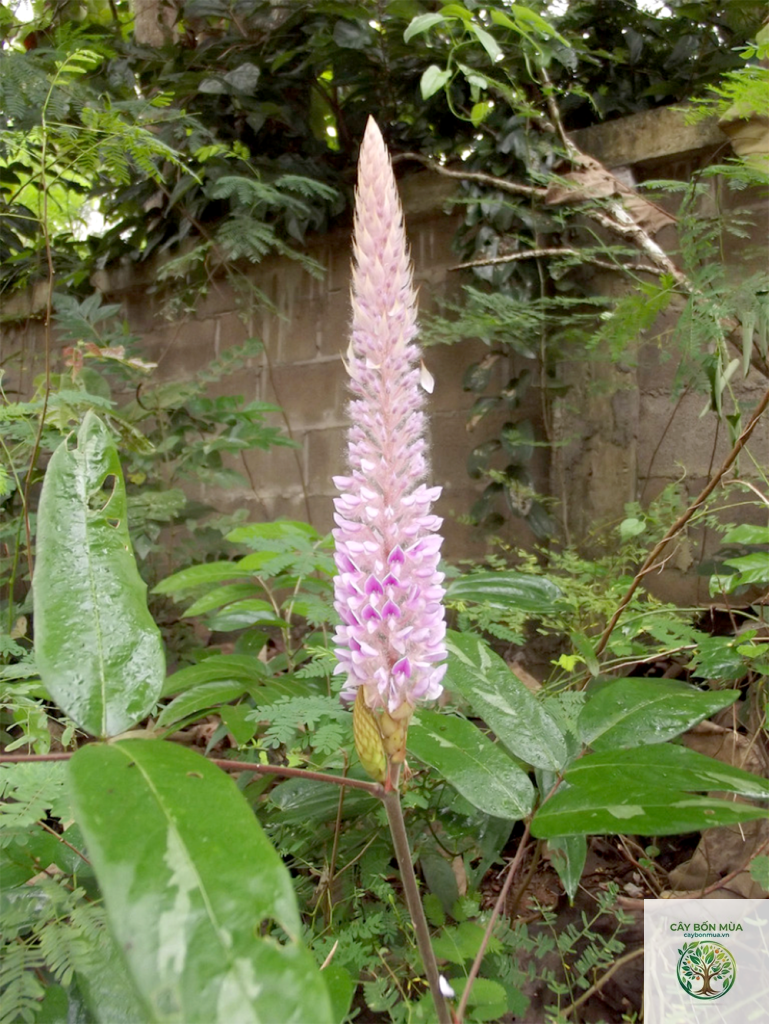 cây đuôi chồn - Image 2