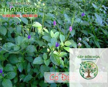 cây đuôi chuột rừng - Image 4