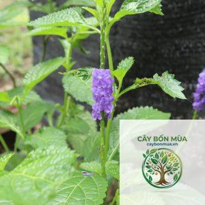 cây đuôi chuột rừng - Image 5