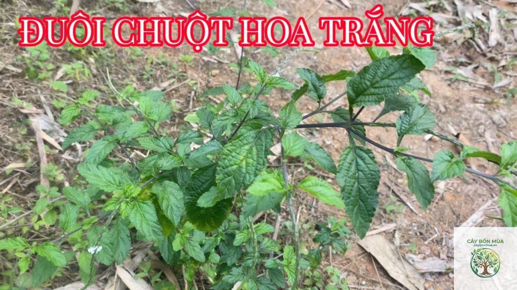 cây đuôi chuột trắng