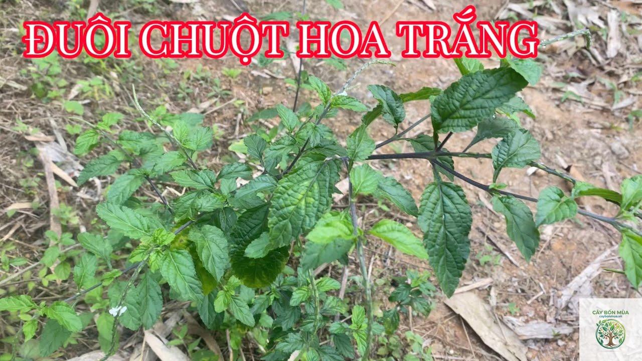 cây đuôi chuột trắng - Image 1